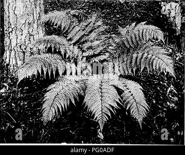 . Felci e come far crescere la loro . Felci; GIARDINAGGIO. Dryopteris cristata marginalis x. Un nuovo e prezioso di acquisizione per uso culturale. Dryopteris marginalis. Il più prezioso di tutti il Legno di felci per la Garde coltivazione è il sempreverde marginale protezione piastra felce III.-due pregevoli giardino felci. Si prega di notare che queste immagini vengono estratte dalla pagina sottoposta a scansione di immagini che possono essere state migliorate digitalmente per la leggibilità - Colorazione e aspetto di queste illustrazioni potrebbero non perfettamente assomigliano al lavoro originale. Woolson, G. A. (Grazia A. ), 1856-1911. Città Giardino, N. Y. : Doubleday, pagina Foto Stock