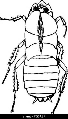 Questo libro introduttivo di zoologia discute il processo di muta negli scarafaggi, compresa la spargimento dei loro esoscheletri. Esplora il comportamento animale e gli adattamenti biologici come questo processo di sviluppo e crescita. Foto Stock