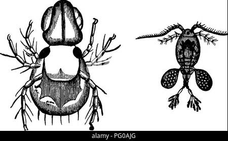 Questo libro introduttivo di zoologia si concentra sul comportamento e le attività degli animali, offrendo materiale per lo studio di varie specie. Fornisce una base per comprendere il comportamento degli animali, tra cui idra, pulci d'acqua e altri piccoli organismi. Foto Stock