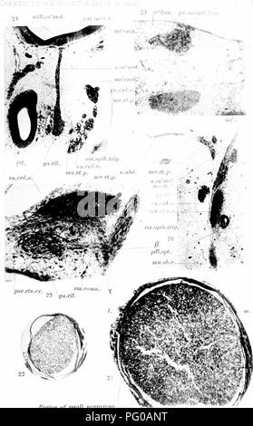 . Lo sviluppo del nervo oculomotor, il ganglio ciliare e il nervo abducent nel pulcino. Nervo ottico; del sistema nervoso simpatico; gli uccelli e il pollame. 23 ee"ih-m. gn.I,i:r-mil.Gas.. Begiiin di smnU iiPvra.rdH m.c HELioTye CO., eosTOK,. Si prega di notare che queste immagini vengono estratte dalla pagina sottoposta a scansione di immagini che possono essere state migliorate digitalmente per la leggibilità - Colorazione e aspetto di queste illustrazioni potrebbero non perfettamente assomigliano al lavoro originale. Carpenter, Frederick Walton. Cambridge, Mass. , Stampate per il museo Foto Stock