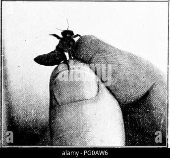 . Istruzione in apicoltura per l'uso di Irish apicoltori . Le api. Tig. 39.-Holding Regina.. Si prega di notare che queste immagini vengono estratte dalla pagina sottoposta a scansione di immagini che possono essere state migliorate digitalmente per la leggibilità - Colorazione e aspetto di queste illustrazioni potrebbero non perfettamente assomigliano al lavoro originale. L'Irlanda. Dipartimento di Agricoltura e istruzioni tecniche. Dubin : H. M. Stationery Off. Foto Stock