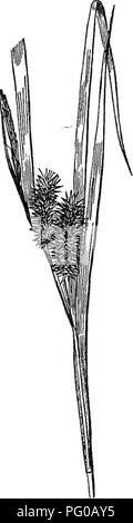 . Classe analitico-libro di botanica : progettato per le accademie e gli studenti privati. Piante. Fig. 88. Fig. 89. Un grande ordine di grossolana del gri luoghi e paludi thronghont il mondo, ma più abbondantemente nel raffreddatore j-lifce insignificante piante, crescendo in wet vorld, ma la maggior parte in abbondanza le porzioni di scambiatore di calore. Essi sono applicati a pochi usi, nonostante la loro abbondanza, 17. Fig. 40. Ordine. CXL-Grramineae. Erbe perenni con radici fibrose, raramente derivanti da bulbsi talvolta annuale o biennale. Culms cyUndrical, solitamente fista-. Si prega di notare che queste immagini vengono estratte dalla pagina sottoposta a scansione Foto Stock