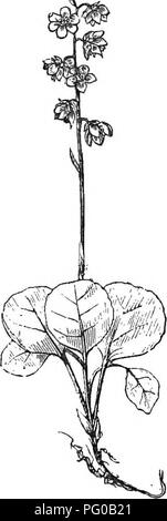 . Classe analitico-libro di botanica : progettato per le accademie e gli studenti privati. Piante. rig. 20. LXV ordine.âLobeliaceee. Le erbe o piante arbustive, spesso -w^ith un succo miUry. Foglie alterne, â senza stipules. Flo-wers spesso appariscenti e ascellare e terminale. Calice-tubo aderente alle ovaie; arto 5-schisi, per- sistent. Corolla irregolarmente 5-lobate, spesso un po' bilabiate, schisi su un lato quasi o piuttosto alla base, inserito nel calice. Stami 6, inserito con la corolla, al di sopra delle ovaie, uniti in un tubo. Lo stile 1. Lo Stigma orlate. Fi'uit a 2â3, raramente 1- celled molti-seminate capsula. Un Foto Stock