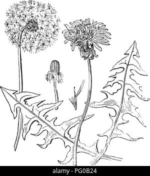 . Classe analitico-libro di botanica : progettato per le accademie e gli studenti privati. Piante. LXV OBDEE. LOBELIAGEyE. OEDEE LXVm. AQUIFOLIACE^. 117 phylos), e Pyrola, flg. 21, e stupefacenti someUints e poieonous, come nel Ehododondron (Boee Uwy, Swa/mp rosa), e Kalmia {LaureC). Altri arc. rig. 20. LXV ordine.âLobeliaceee. Le erbe o piante arbustive, spesso -w^ith un succo miUry. Foglie alterne, â senza stipules. Flo-wers spesso appariscenti e ascellare e terminale. Calice-tubo aderente alle ovaie; arto 5-schisi, per- sistent. Corolla irregolarmente 5-lobate, spesso un po' bilabiate, schisi su un lato nea Foto Stock