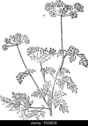 . Classe analitico-libro di botanica : progettato per le accademie e gli studenti privati. Piante. 114 FINE LYI. HAMAMELACE.E. Ordine Lt£. CORNAOE^. Stami 5-10, inserito sul tubo del calice. Ovaia aderente al calice tubo, 2, o talvolta 3-5 carpels, cohering sotto, sopra distinti. Gli stili 2, talvolta 3-5. Un frutto 1, o raramente 3-5-oelled capsula. Un insignificante fine, nativo principalmente di tlie porzioni più fredde di tlie worlil, ornamentali spesso nella coltivazione. Saxifraga {Sassifraga), ortensie e Piiil- adelphus {False Synnga), sono esempi. Ordine LVI.-Hamamelaceae. Arbusti. Foglie alterne e con vene Foto Stock