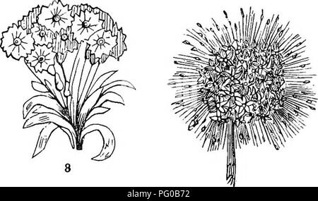 . Classe analitico-libro di botanica : progettato per le accademie e gli studenti privati. Piante. . Si prega di notare che queste immagini vengono estratte dalla pagina sottoposta a scansione di immagini che possono essere state migliorate digitalmente per la leggibilità - Colorazione e aspetto di queste illustrazioni potrebbero non perfettamente assomigliano al lavoro originale. Verde, Frances H. (Francesca Harriet), 1805-1878; Congdon, Joseph W; Verde, Frances H. (Francesca Harriet), 1805-1878. Gli elementi di struttura vegetale e fisiologia; Congdon, Joseph W. botanica sistematica. New York : D. Appleton e Co. Foto Stock