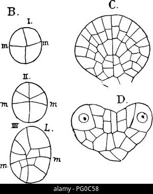 . La struttura e lo sviluppo di muschi e felci (Archegoniatae). Morfologia vegetale; muschi e felci. . Si prega di notare che queste immagini vengono estratte dalla pagina sottoposta a scansione di immagini che possono essere state migliorate digitalmente per la leggibilità - Colorazione e aspetto di queste illustrazioni potrebbero non perfettamente assomigliano al lavoro originale. Campbell, Douglas Houghton, 1859-1953. New York, la Macmillan Company; Foto Stock