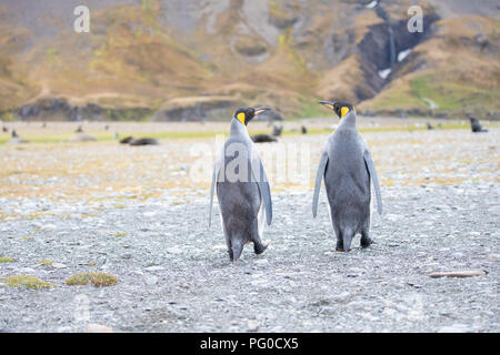 Alcuni pinguini nell'artico passeggiate intorno al polo nord e cercando i giovani del bambino Foto Stock