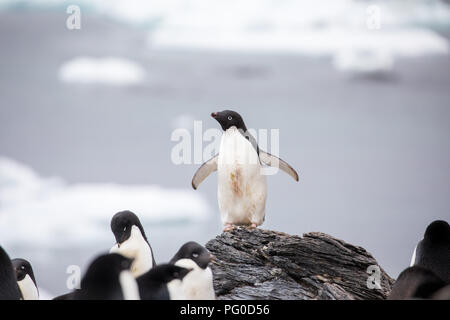 Alcuni pinguini nell'artico passeggiate intorno al polo nord e cercando i giovani del bambino Foto Stock