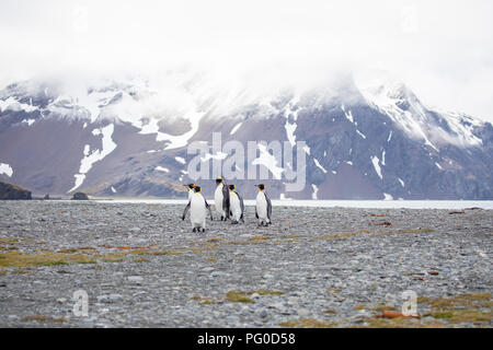 Alcuni pinguini nell'artico passeggiate intorno al polo nord e cercando i giovani del bambino Foto Stock