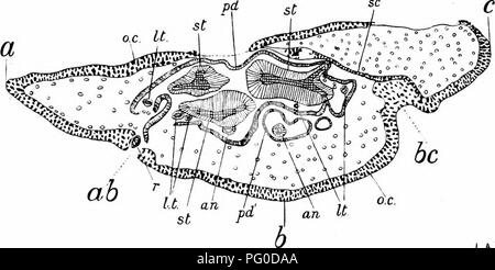 . Gli studi di botanica fossile . Paleobotanica. MEDULLOSEAE 431 normalmente tre (vedere Fig. 164, st) ; ognuno ha un piuttosto allungate e irregolari sezione trasversale ; tracciata longi- tudinally, si dividono e nuovamente il fusibile con un altro a lunghi intervalli di tempo. La struttura dei singoli stele è quasi identica a quella del singolo cilindro vascolare di un Heterangium. La parte centrale di ogni stele è completamente occupata dal legno primario, costituiti da gruppi di tracheides intermiscelati con. L.A.B. Fig. 164.-Medullosa cmglica. Sezione trasversale di .stelo, che mostra tre grandi foglie- basi, a, /', e Foto Stock