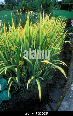 IRIS PSEUDACORUS 'VARIEGATA' (acqua o bandiera gialla) crescere accanto a un piccolo flusso di giardino, Australia. B/G lussureggiante prato e siepi. Foto Stock