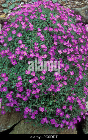 Aubrieta deltoidea è una specie di pianta flowering in famiglia senape. (Lilac bush, roccia viola il crescione e rainbow rock cress) giardino di roccia. Foto Stock