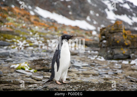 Alcuni pinguini nell'artico passeggiate intorno al polo nord e cercando i giovani del bambino Foto Stock