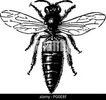 . Il miele-bee; la sua natura, le case e i prodotti. Le api. La Queen Bee. 19 ha un odore peculiare facilmente distinguibili e così potentemente attraente per il suo popolo, che verrà acceso sul dito di uno qualsiasi che ha gestito la loro regina. Diverse caratteristiche di tipo negativo può anche essere notato. La sua proboscide non è equipaggiato per estrarre il nettare dei fiori, e lei può solo giro cibo, o prendere dalle lingue dei suoi assistenti. Ella, più- oltre, non ha alcuna espansione della gola per un miele-bag, poiché essa non richiede mai a raccogliere e portare a casa il dolce liquido. Ella non possiede alcuna cy Foto Stock