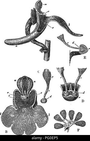 . I vari accorgimenti mediante i quali le orchidee vengono fecondate dagli insetti. La fecondazione di piante; Orchidee. OPHKEJ!:. Cap. I. Fig. 1.. OCCHIS MASCHLA. Si prega di notare che queste immagini vengono estratte dalla pagina sottoposta a scansione di immagini che possono essere state migliorate digitalmente per la leggibilità - Colorazione e aspetto di queste illustrazioni potrebbero non perfettamente assomigliano al lavoro originale. Darwin, Charles, 1809-1882. New York, D. Appleton e Co. Foto Stock