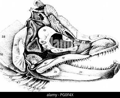 . Inglesi e irlandesi di salmonidi. Salmone. ' ' " V 1/ '"^^ i V VV '^J^^ Tig 1 ,. Fiq TDaydel A.HmimoiiclMi Ritlhaii 11 mp Fig 1, CRANIO OFMALK SM.MuN . Tjq ft.SKUi.L O}'' M/J,K .BROOK TROLlT,lh 11, peso. Si prega di notare che queste immagini vengono estratte dalla pagina sottoposta a scansione di immagini che possono essere state migliorate digitalmente per la leggibilità - Colorazione e aspetto di queste illustrazioni potrebbero non perfettamente assomigliano al lavoro originale. Giorno, Francesco, 1829-1889. Londra, Williams e Norgate Foto Stock