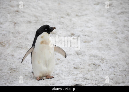 Alcuni pinguini nell'artico passeggiate intorno al polo nord e cercando i giovani del bambino Foto Stock