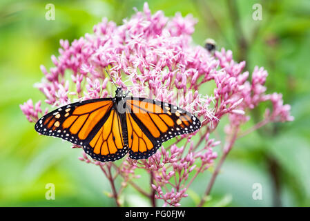 Coloratissima farfalla monarca (Danaus plexippus) alimentazione in rosa Joe Pye fiori nel giardino speculatore, New York, NY USA Foto Stock