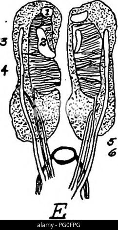 . L'anatomia dei polli domestici . Animali domestici; medicina veterinaria; pollame. 6 -. Si prega di notare che queste immagini vengono estratte dalla pagina sottoposta a scansione di immagini che possono essere state migliorate digitalmente per la leggibilità - Colorazione e aspetto di queste illustrazioni potrebbero non perfettamente assomigliano al lavoro originale. Kaupp, Benjamin Franklyn, 1874-. Philadelphia ; Londra : W. B. Saunders Company Foto Stock