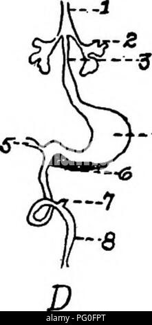 . L'anatomia dei polli domestici . Animali domestici; medicina veterinaria; pollame. ..,4. Si prega di notare che queste immagini vengono estratte dalla pagina sottoposta a scansione di immagini che possono essere state migliorate digitalmente per la leggibilità - Colorazione e aspetto di queste illustrazioni potrebbero non perfettamente assomigliano al lavoro originale. Kaupp, Benjamin Franklyn, 1874-. Philadelphia ; Londra : W. B. Saunders Company Foto Stock