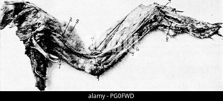 Questa immagine tratta da "The Anatomy of the Domestic Fowl" (anatomia del gufo domestico) mostra un diagramma anatomico dettagliato del pollo domestico. Si concentra sul sistema vascolare e sulla circolazione nelle gambe, evidenziando arterie importanti come le arterie femorali e tibiali. Questa illustrazione dettagliata aiuta gli studi veterinari fornendo una visione chiara dell’anatomia interna del pollame e dei suoi sistemi fisiologici. Foto Stock