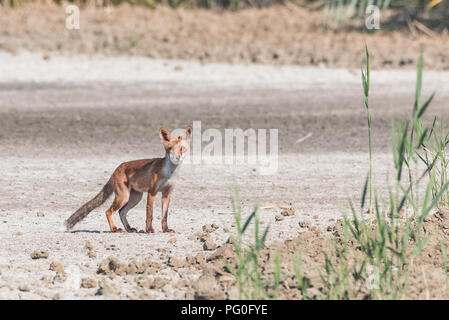 Giovane volpe camminando in pianura si rende conto di essere osservato, orizzontale immagine naturalistica Foto Stock