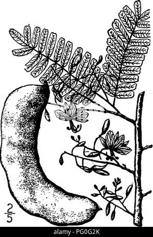 . Nord America : alberi essendo descrizioni e illustrazioni degli alberi che crescono in modo indipendente di coltivazione in America del Nord, a nord del Messico e le Indie occidentali . Alberi. 534 Tamarind I. TAMARIND GENERE TAMAKINDUS [TOURNEFORT] LINN^specie statunitensi Tamarindus indica Linnaeus sua bella tree è un nativo dei tropici, essendo trovati nelle Indie Orientali, West Indies, Arabia, e l'Egitto, coltivato anche e più o meno naturalizzato in tutti i paesi tropicali; nella nostra zona è ormai naturalizzata in Florida peninsulare e sui tasti. La sua altezza massima è di circa 24 metri, con un diametro del tronco fino a 1 Foto Stock