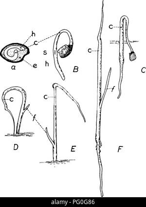 . La botanica di piante di raccolto : un testo e il libro di riferimento. La botanica, economico. LILIACEjE 23s i filamenti sono di solito dilatato alla base e le antere sono oblunghi, e l'apertura verso l'interno (dehiscing verso l'interno). Il singolo, superior ovaio è imperfettamente tre-loculed e porta a. Fig. 92.-le sementi e piantine di cipolla (Allium cepa). Un seme,; B a/*', suc- cessive fasi di sviluppo della pianta; c, cotiledone; e, endosperma; /, prima foglia vera; h, ipocotile; s, una fessura dalla quale la prima foglia vera emerge. Un notevolmente ingrandita. (Dopo Bergen e Caldwell.) unico stile filiforme, che possono essere più Foto Stock