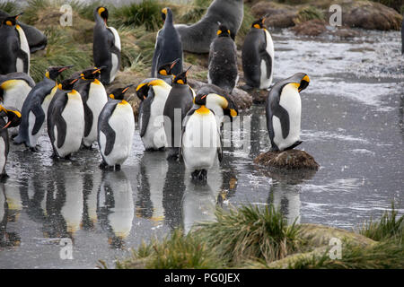 Alcuni pinguini nell'artico passeggiate intorno al polo nord e cercando i giovani del bambino Foto Stock