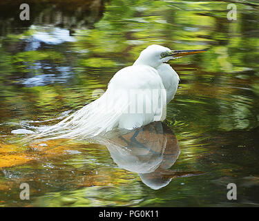 Grande Airone bianco che mostra la sua riflessione sull'acqua. Foto Stock