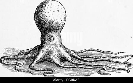 . Zoologia : per gli studenti e i lettori . Zoologia. Fig. 222.-perlacea Nautilus, iV. pmnpiliufi. Visto in sezione Bhowing camere e siphuacle. Mezza dimensione naturale.-Da Tenney's zo- ologia. in alto mare. L'estinto Belemnites era provvisto di un air-cavità (phragmocone) rettilinee con un guscio, la " thunder-. Maiale. 223.-Pouipe o Polpo di scoglio della costa brasiliana. bullone fossili". Alleate Loligo e montante Om risposte, sono gigan- tic cuttle-pesci che vivono a metà oceano, ma i cui resti. Si prega di notare che queste immagini vengono estratte dalla pagina sottoposta a scansione di immagini che possono essere state digi Foto Stock