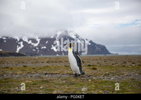 Alcuni pinguini nell'artico passeggiate intorno al polo nord e cercando i giovani del bambino Foto Stock