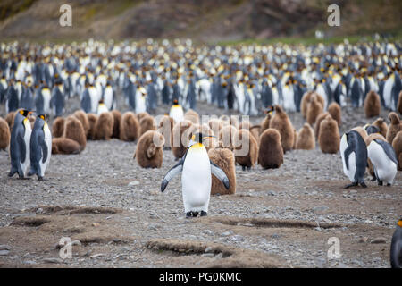 Alcuni pinguini nell'artico passeggiate intorno al polo nord e cercando i giovani del bambino Foto Stock