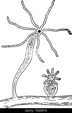 . Attività animale; un primo libro in zoo?logia. Zoologia; il comportamento di animali. Fig. io.-Altri Pondweeds.. Si prega di notare che queste immagini vengono estratte dalla pagina sottoposta a scansione di immagini che possono essere state migliorate digitalmente per la leggibilità - Colorazione e aspetto di queste illustrazioni potrebbero non perfettamente assomigliano al lavoro originale. Francese, Nathaniel Stowers, 1854-. New York [ecc ecc ] Longmans, verde e Co Foto Stock