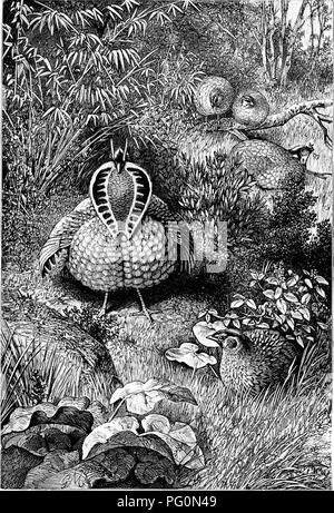 . Dal polo nord al equatore: studi di vita selvaggia e scene in molti terreni. Il comportamento di animali; uccelli; Tundras; Etnologia; uccelli. i"i^. 4U.-Iliu ijtruttiiiti ui tliu Xragupan ui Pamng-tempo.. Si prega di notare che queste immagini vengono estratte dalla pagina sottoposta a scansione di immagini che possono essere state migliorate digitalmente per la leggibilità - Colorazione e aspetto di queste illustrazioni potrebbero non perfettamente assomigliano al lavoro originale. Brehm Alfred Edmund, 1829-1884; Thomson, Margaret R. , tr; Thomson, J. Arthur (John Arthur), 1861-1933, ed. Londra [ecc. ] Blackie &AMP; Figlio, limitata Foto Stock