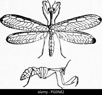 Questo testo di zoologia discute la classificazione delle specie di termiti, in particolare i termiti, e la differenziazione di maschi, femmine e tipi di lavoratori. Fritz Müller osservò la divisione dei ruoli all'interno delle colonie di termiti, dove maschi e femmine vivono insieme, e alcune specie esibivano varie forme specializzate come operai e soldati. Il libro delinea queste distinzioni nel comportamento e nell'anatomia delle termiti. Foto Stock