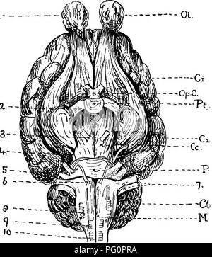 Una risorsa educativa sulla zoologia economica, incentrata sull'anatomia, la fisiologia e la gestione del bestiame e degli animali economicamente significativi. Foto Stock