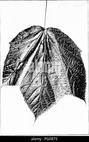 . I nostri alberi nativi e di come identificarli : un famoso studio delle loro abitudini e le loro peculiarità . Alberi. Acero striato. Acero striato, Acer pmmylvanicum. Lascia 5' a 6' lungo.. Si prega di notare che queste immagini vengono estratte dalla pagina sottoposta a scansione di immagini che possono essere state migliorate digitalmente per la leggibilità - Colorazione e aspetto di queste illustrazioni potrebbero non perfettamente assomigliano al lavoro originale. Keeler, Harriet L. (Harriet Louise), 1846-1921. New York : C. Scribner i figli Foto Stock