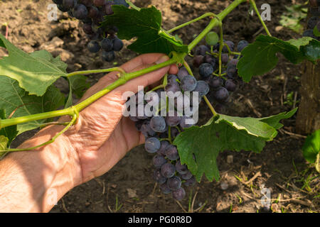 Man mano il prelievo di organico uve viola da grapevine - POV Foto Stock