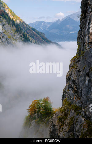 Montagna Collina vista su alberi di autunno con la nebbia al di sotto Foto Stock