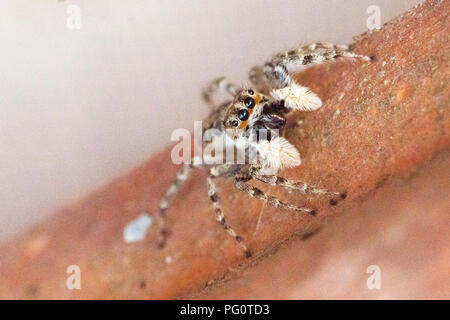 Arlecchino jumping spider (Salticus scenicus) italiamn aracnide Foto Stock