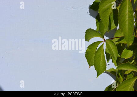 Bellissime foglie verdi di virginia Creeper, victoria Creeper, edera a cinque foglie, fiore a cinque dita alla luce del sole e su sfondo bianco. Foto Stock