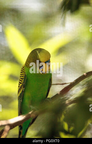 Verde e giallo uccello Budgie Melopsittacus undulatus posatoi in una struttura ad albero. Foto Stock