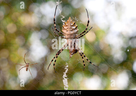 Un terribile ragno velenoso Argiope lobata una femmina e un maschio di seduta accanto alle filettature dei loro web prima di accoppiare Foto Stock