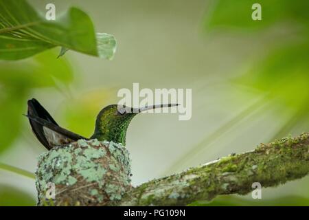 Hummingbird (rame-rumped hummingbird, Amazilia tobaci) seduto sul suo nido in Trinidad e Tobago. Hummingbird Nesting. Il comportamento di animali. Close up. Foto Stock