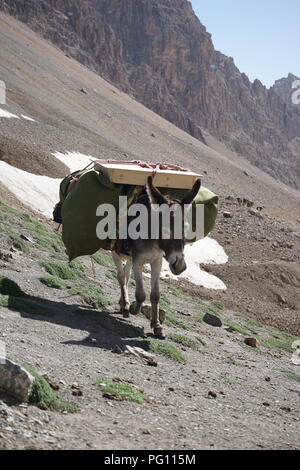 Asino borse e zaini attraversando il mountain pass in Fann Mounains, Tagikistan Foto Stock