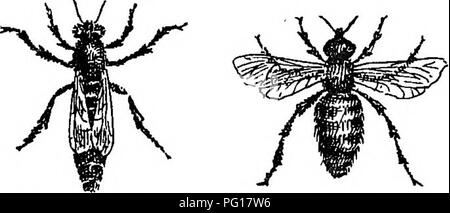 . Api per piacere e profitto; una guida per la manipolazione delle api, la produzione del miele e la gestione generale dell'apiario. Le api. Api PLEASTTEE FOB E PEOFIT. La regina è la madre bee e definisce tutte le uova da cui gli abitanti dell'alveare vengono prodotte; i lavoratori sono imperfette e unfertile femmine; mentre i fuchi sono le api maschio. La regina, come si vede dalla fig. 1, è molto. Si prega di notare che queste immagini vengono estratte dalla pagina sottoposta a scansione di immagini che possono essere state migliorate digitalmente per la leggibilità - Colorazione e aspetto di queste illustrazioni potrebbero non perfetta Foto Stock