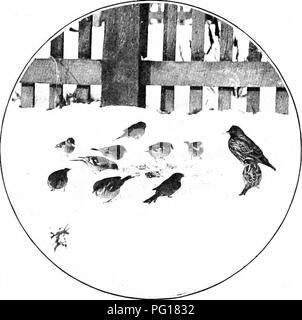 . La natura della carol cantanti. Gli uccelli. Il fringuello. sentito ripete ventun volte in quattro minuti è sempre per me " una completa, chiara, vispo squillando ditty." Essa varia notevolmente in individui, e sebbene. Fringuelli, passeri, E STARLING alimentando in inverno. London bird-catturatori considerare un Essex fringuello superiore a tutti gli altri come un cantante, preferisco ascoltare alcuni membri della specie che ho sentito fare il tifo il buio della solitudine del grande altopiano foreste di pino. 22g. Si prega di notare che queste immagini vengono estratte dalla pagina sottoposta a scansione di immagini che possono essere state migliorate digitalmente per ri Foto Stock