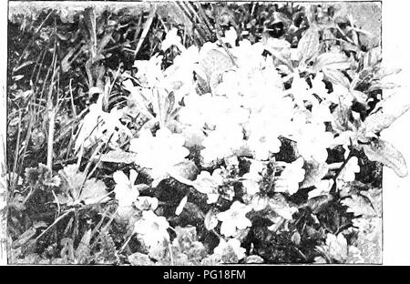 . La natura della carol cantanti. Gli uccelli. Il cuculo. che solo il maschio grida cuculo "/", ma questo non è fatto, come le femmine sono state scattate in atto di cantare. Sul Yenisei il suo grido è " hoo-hoo." Gilbert X^'hite, nel suo delizioso "Storia Naturale di Selborne," dice che alcuni cucù cantare in D, alcuni in D sharp, e alcuni in C e che i due ex mentre sta eseguendo insieme rendere molto spiacevole duet. Le note dell'uccello sono facilmente imitata dalla himran voce e in primavera mi capita spesso di divertire i miei amici chiamando gli individui nella loro giardini.. Si prega di notare t Foto Stock